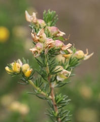 Aspalathus excelsa