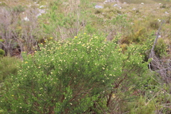 Aspalathus excelsa