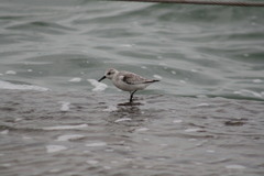 Calidris alba
