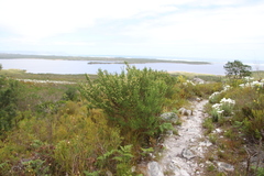 Aspalathus excelsa