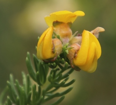 Aspalathus excelsa