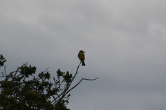 Tyrannus melancholicus