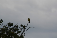 Tyrannus melancholicus