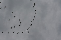 Pelecanus erythrorhynchos