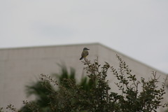 Tyrannus melancholicus