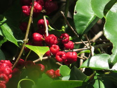 Syzygium claviflorum
