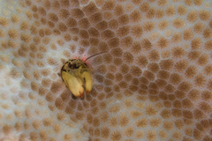 Paguritta corallicola