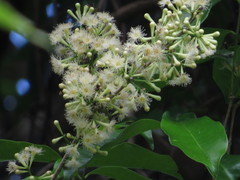 Syzygium claviflorum