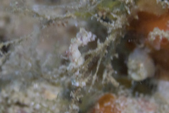 Hippocampus pontohi