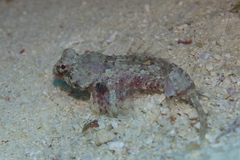 Synchiropus morrisoni