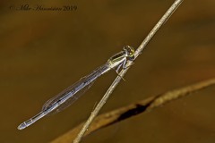 Ischnura hastata