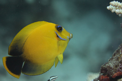 Acanthurus pyroferus