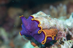 Pseudoceros ferrugineus