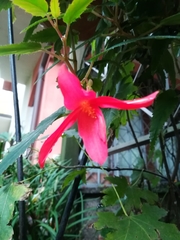 Begonia boliviensis