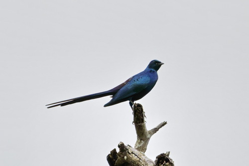 Meves's Starling (Lamprotornis mevesii), photo 2