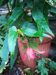 Begonia boliviensis