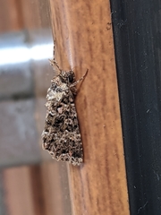 Callopistria latreillei