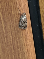 Callopistria latreillei