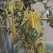 Erianthemum ngamicum - Photo (c) Derek de la Harpe,  זכויות יוצרים חלקיות (CC BY-ND), הועלה על ידי Derek de la Harpe