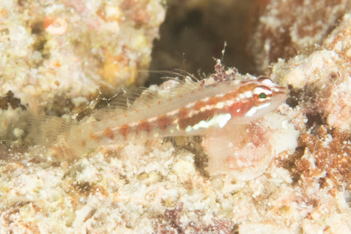 Signalfin dwarfgoby (Eviota sigillata) — Gobiidae — 3