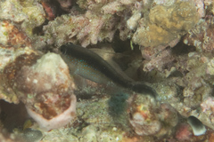 Asterropteryx semipunctata