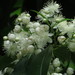 Decaspermum humile - Photo (c) kerrycoleman, algunos derechos reservados (CC BY-NC), subido por kerrycoleman
