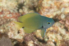 Pomacentrus nigromarginatus