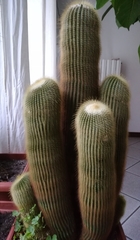 Parodia lenninghausii