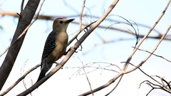 Melanerpes pygmaeus