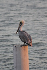 Pelecanus occidentalis