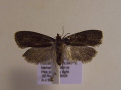Cryptaspasma querula