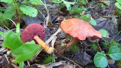 Chalciporus rubinellus