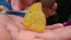 Lepidoptera