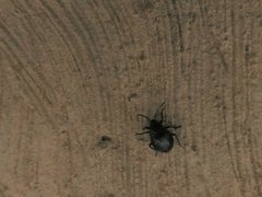 Insecta