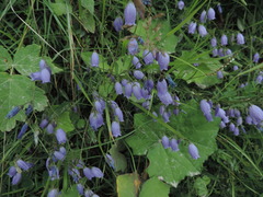 Campanula cespitosa