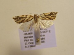 Pyrgotis plinthoglypta