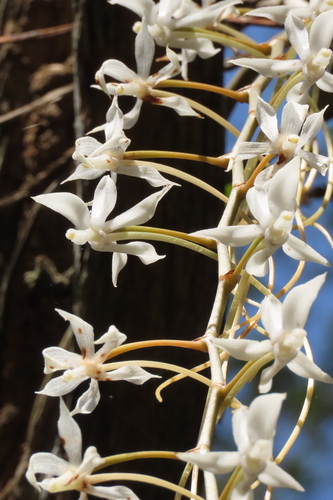 Aerangis rostellaris (Rchb.f.) H.Perrier