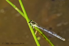 Ischnura hastata