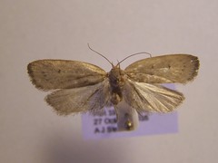 Phaeosaces coarctatella