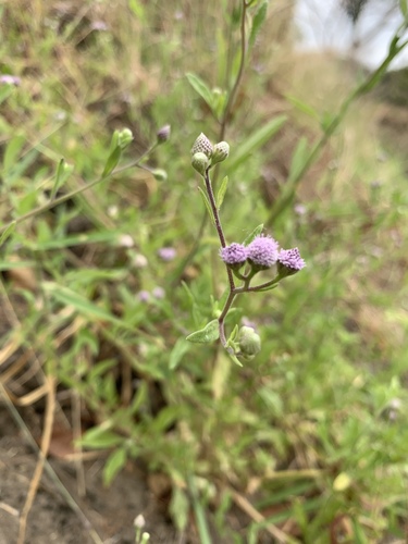 Isocarpha microcephala, 2019-11-08