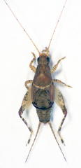Ornebius aperta