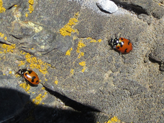 Hippodamia caseyi