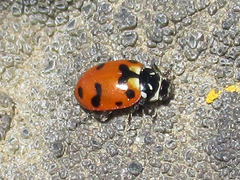 Hippodamia caseyi