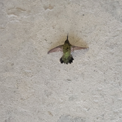 Ruby-throated Hummingbird photographed in Indiana