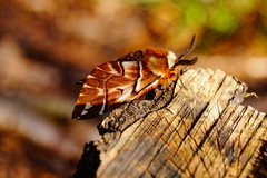 Endromis versicolora