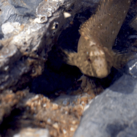 Parablennius sanguinolentus