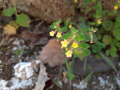 Lindenbergia muraria