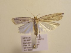 Donacostola notabilis