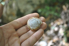Turcozonites