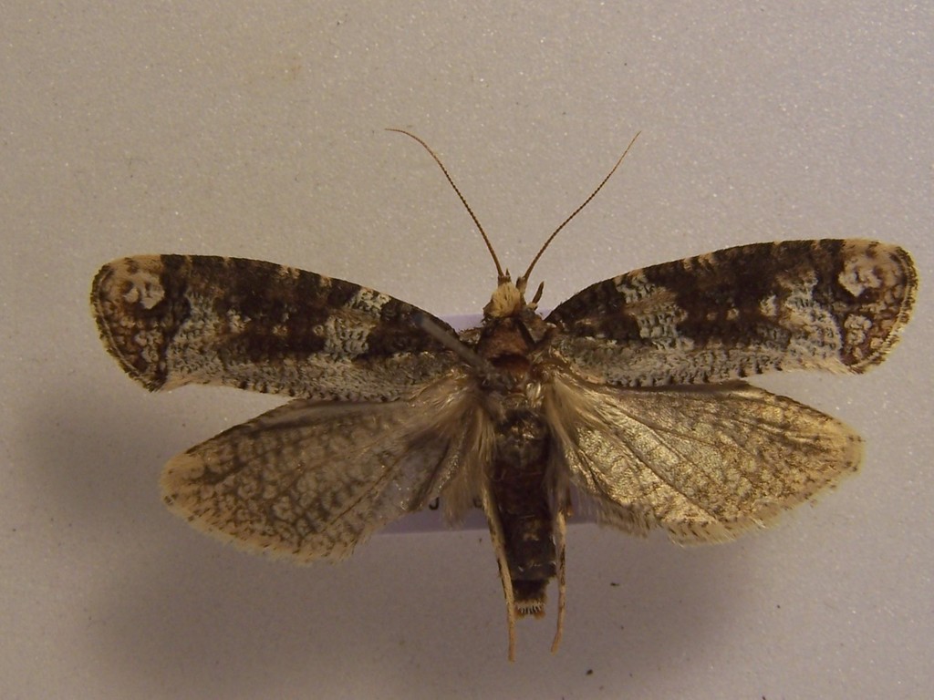 Proditrix
